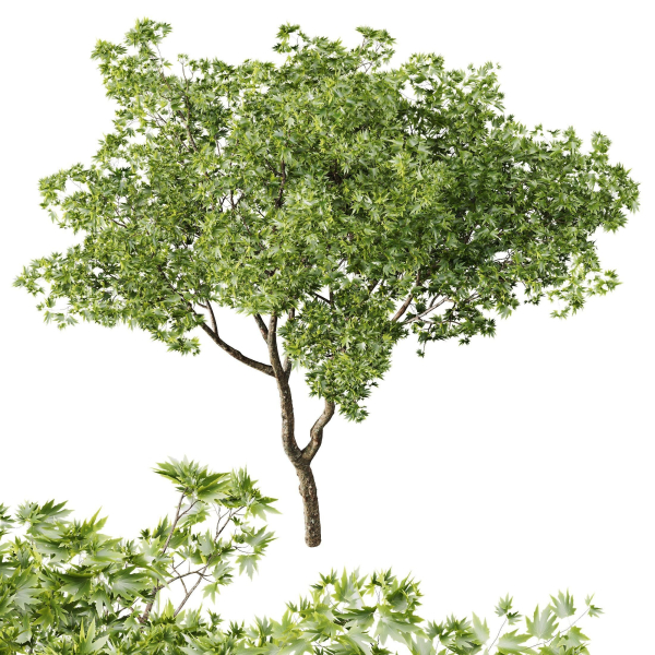 spring trees Ash Maple and Acer Pseudoplatanus