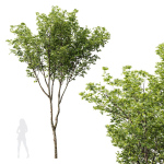 spring trees Ash Maple and Acer Pseudoplatanus