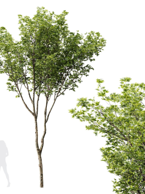 spring-trees-ash-maple-and-acer-pseudoplatanus-3d-model-e788a4e566