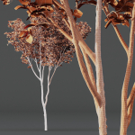 spring trees Ash Maple and Acer Pseudoplatanus