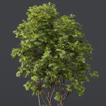 spring trees Ash Maple and Acer Pseudoplatanus