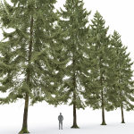 Spruce 01
