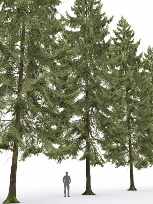 spruce-01-3d-model-max-obj-fbx-mat