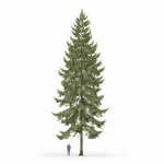 Spruce 01