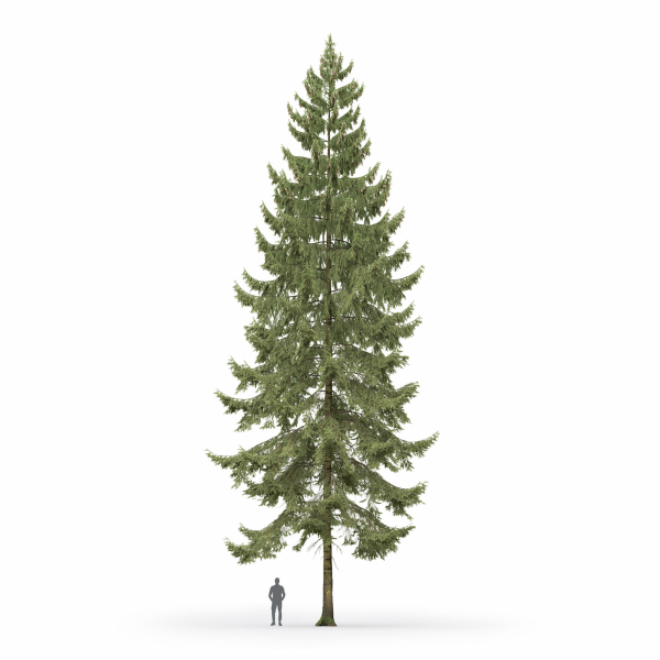 Spruce 01