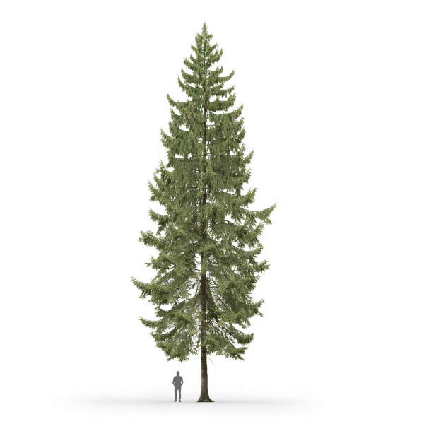 Spruce 01