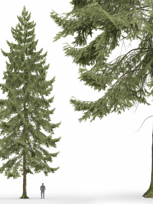 Spruce 01