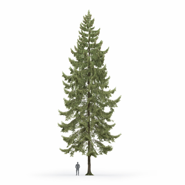 Spruce 01