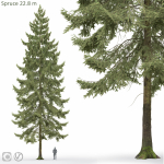 Spruce 01