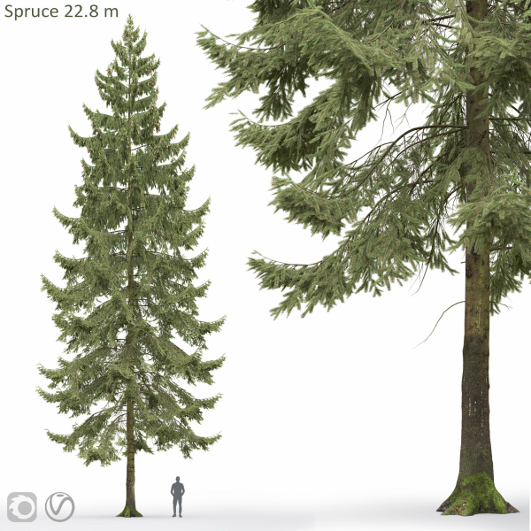 Spruce 01