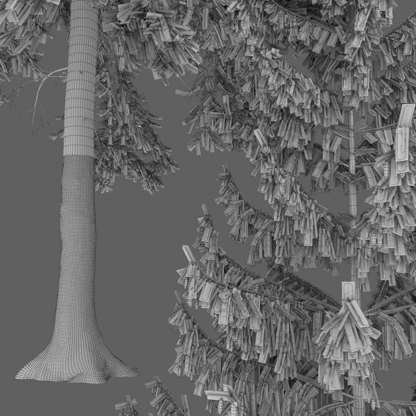 Spruce 01