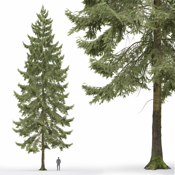 Spruce 01