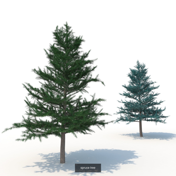 spruce collection two pine trees