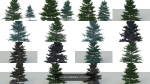 spruce collection two pine trees