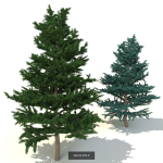spruce collection two pine trees