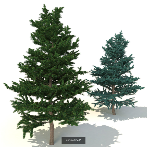spruce collection two pine trees