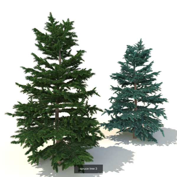 spruce collection two pine trees