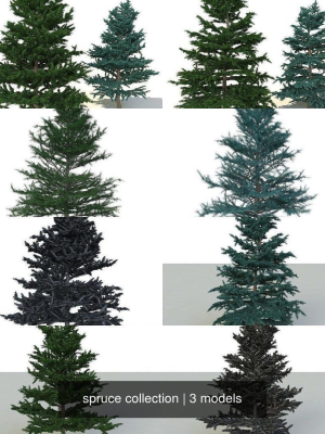 spruce collection two pine trees