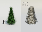 Spruce Fir Trees pack