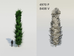 Spruce Fir Trees pack