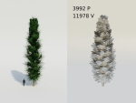 Spruce Fir Trees pack