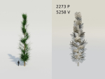 Spruce Fir Trees pack
