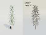 Spruce Fir Trees pack