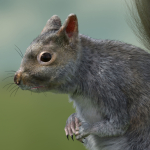 squirrel