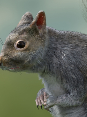 squirrel-3d-model-0035ab1d50