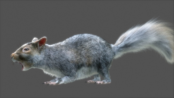 squirrel
