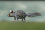 squirrel