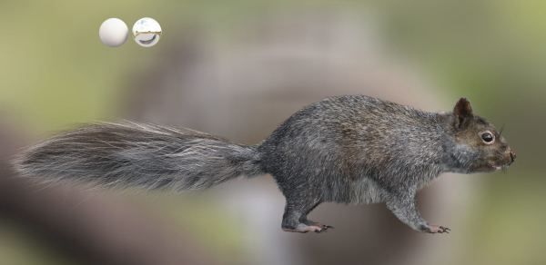 squirrel