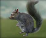 squirrel