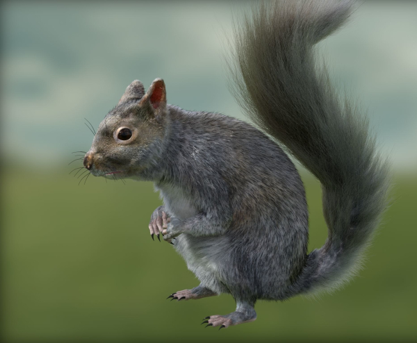 squirrel