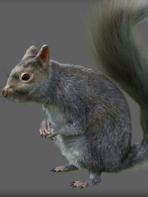 squirrel