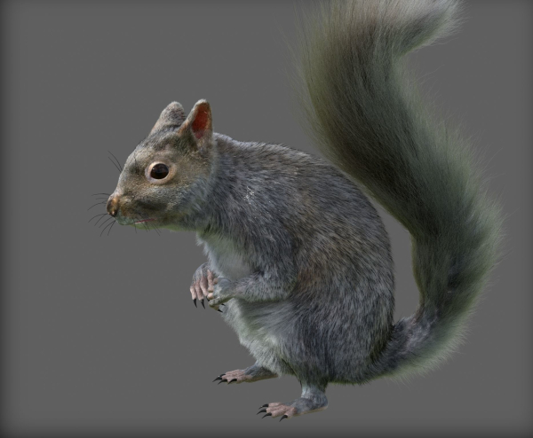 squirrel