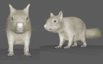 squirrel