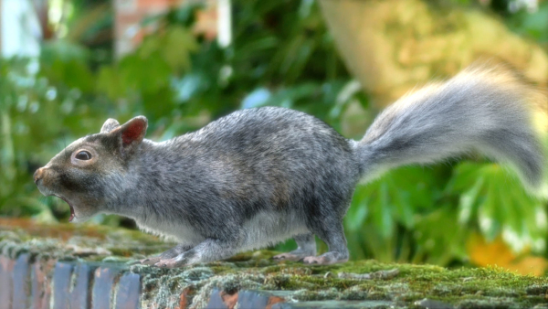 squirrel