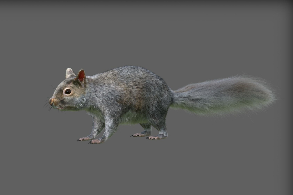 squirrel