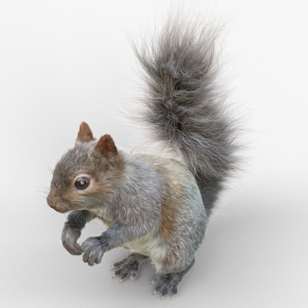 Squirrel Model in flight
