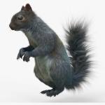 Squirrel Model in flight