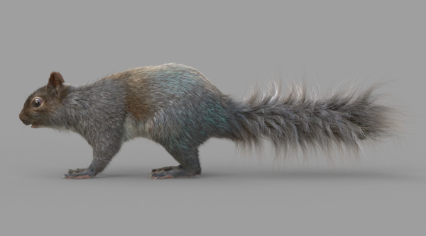 Squirrel Model in flight