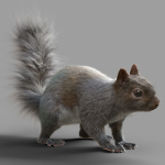 Squirrel Model in flight