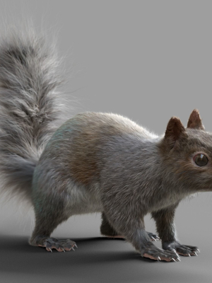 Squirrel Model in flight