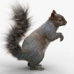 Squirrel Model in flight