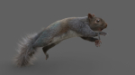 Squirrel Model in flight