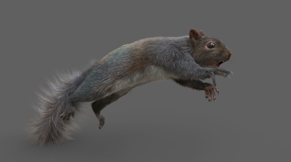 Squirrel Model in flight