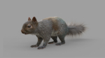 Squirrel Model in flight