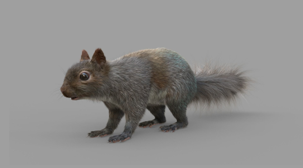 Squirrel Model in flight