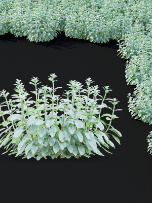 stachys-byzantina-flower-3d-model-max-obj-fbx-mat